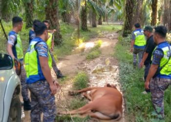 ANGGOTA penguat kuasa MDGM menangkap lembu yang berkeliaran di laluan utama Gua Musang, Kelantan, semalam. - IHSAN MDGM
