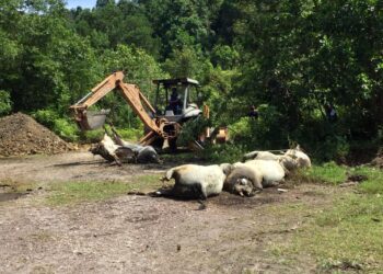 JPV Terengganu melakukan kerja-kerja melupuskan bangkai 11 ekor lembu di Kampung Sungai Lekar, Kuala Nerus, Terengganu, hari ini. - UTUSAN/TENGKU DANISH BAHRI TENGKU YUSOFF