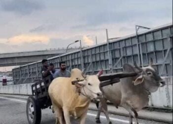 TANGKAP layar kereta lembu dinaiki tiga lelaki di Jalan Serdang Perdana, Serdang yang tular dalam media sosial.
