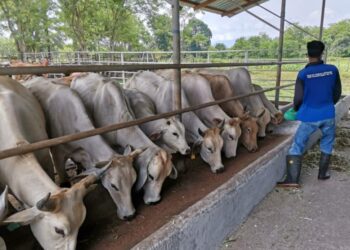 SEBAHAGIAN daripada lembu ternakan untuk ibadah korban.
