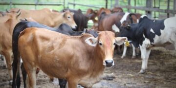 Ketika ekonomi mengalami krisis, kita harus memberi keutamaan kepada situasi dalam negara. Ia bukan sahaja dapat membantu penternak tempatan yang sudah sedia terkesan, daging korban juga dapat diagihkan dalam negara ketika statistik menunjukkan miskin rentan atau asnaf naik dengan signifikan. - GAMBAR HIASAN