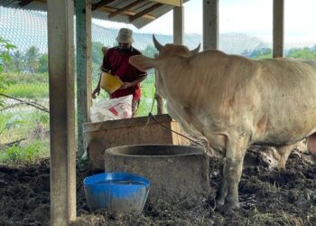 SHAMSUDIN memberi makan lembu yang diternaknya di Kampung Pak Makyong, Pasir Puteh, Kelantan. – UTUSAN/TOREK SULONG