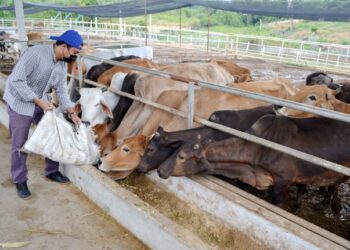 MOHAMMAD Yusoff Khalili Mohammad Ssunaibari di ladang ternakan lembu KRS Agrotech Sdn. Bhd. di Kampung Machang Ulu, Lenggeng, Seremban.