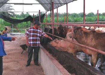 ABDUL Razak Khasbullah (kanan) sedang melawat ladang ternakan lembu ahli PPK Kuala Langat, Muhammad Faiz (kiri) di Permatang Pasir Jugra Selangor hari ini. -UTUSAN
ABDUL RAZAK IDRIS
