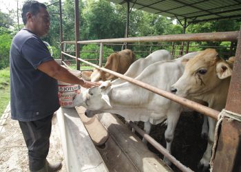 ZAINUL Zaman Mahalim merenung nasibnya ekoran kandang lembunya di Kampung  Lebu, Bentong, Pahang yang lazimnya dipenuhi lembu korban kini berkurangan ekoran penularan pandemik Covid-19. - UTUSAN/ABDUL RASHID ABDUL RAHMAN