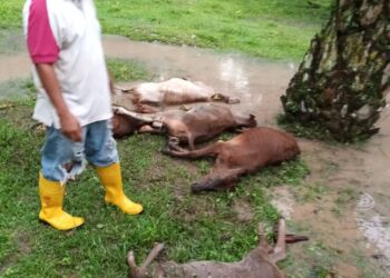 ABDUL Samad Samiran melihat enam ekor lembu yang mati dipanah petir di ladang ternakan di Kampung Parit Pak Khalib, Pekan Nanas, Pontian, Johor.
