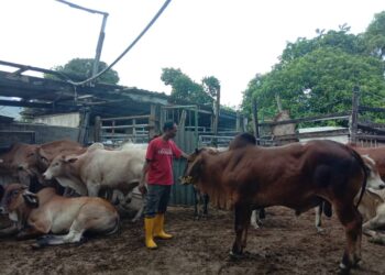 KENAIKAN harga dedak menjadi punca harga lembu dan daging tempatan dijangka naik menjelang Aidilfitri ini.