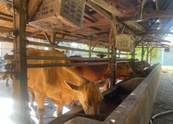 BEKALAN lembu untuk ibadah korban tahun ini dijangka berkurangan hingga 30 peratus ekoran keengganan Thailand mengeluarkan surat kebenaran eksport lembu ke negara ini. – UTUSAN/nazlina nadzari.