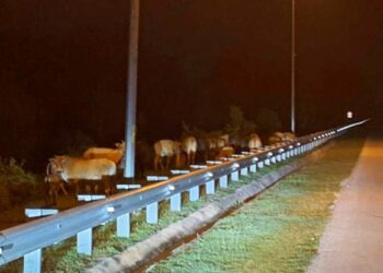 KAWANAN lembu yang dilepaskan bebas berkeliaran oleh pemiliknya di Jalan Gong Kulim-Pasir Puteh, Kelantan, pada waktu malam hingga awal pagi. - UTUSAN/TOREK SULONG