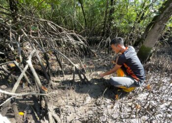 AHMAD Fakhrur Razi Rajab mencari lokan menggunakan kaedah mengores tanah dengan cangkul kecil dan cakar di paya bakau, lagun Sungai Semerak, Pasir Puteh, Kelantan.