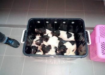 SEBANYAK 10 ekor khinzir yang cuba di seludup ke negara ini dari Thailand dirampas di Padang  Besar, Perlis, baru-baru ini.