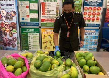 MAQIS menggagalkan cubaan membawa masuk 50 kg mangga di pintu masuk KLIA Terminal 2, Sepang, Selangor.