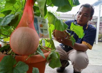 Penolong Pegawai Penyelidik Kanan MARDI, Helmey Othman menunjukkan Canopytechture iaitu kaedah penanaman tumbuhan menjalar pada Pameran Pertanian Hortikultur dan Agropelancongan Malaysia (MAHA) 2022 di Taman Ekspo Pertanian Malaysia (MAEPS) di sini.