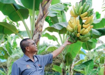 NOHAMAD ZABAWI menunjukkan pisang yang melalui teknik ISR di Stesen MARDI  Jelebu Negeri Sembilan.