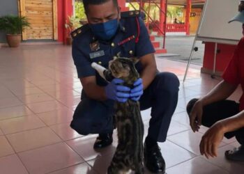 SHUIB  Idris bermain dengan kucing yang tertusuk mata kail pada cuping telinganya di Manjung, Perak,  semalam.   - IHSAN JBPM