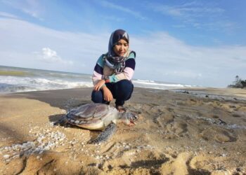 SEORANG pengunjung melihat bangkai anak penyu agar yang ditemukan mati dengan kesan darah akibat tertelan plastik di Pantai Pulau Kerengga di Marang, Terengganu, hari ini.