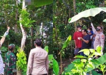 Lelaki ditemukan tergantung di pokok rambutan setinggi tujuh meter di Kacamatan Gandusari, jawa Timur. - Tribunenews