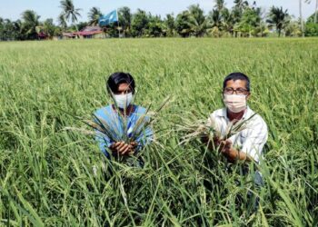 MOHD. Shakirin Mohd. Zan bersama Musa Arib menunjukkan padi yang kering kerana tidak menerima air mencukupi di Kampung Pinang A, Batang Tiga, Melaka, semalam. – UTUSAN/RASUL AZLI SAMAD