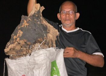 SARANG seberat hampir sekilogram yang diambil oleh pencari anak atau larva tebuan di Pasir Puteh, Kelantan. - UTUSAN/TOREK SULONG
