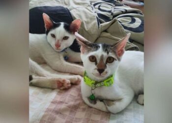 NATALIE Lau Sze Yuin memelihara dua ekor anak kucing dinamakan Milky dan Panda. - AGENSI