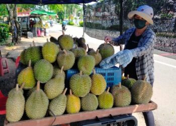 SEORANG peniaga durian sedang menyusun buah berkenaan di gerainya dalam tinjauan Utusan Malaysia di sekitar Melaka. - FOTO/DIYANATUL ATIQAH ZAKARYA
