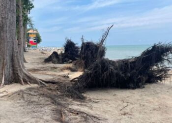 PULUHAN pokok Ru di Pantai Puteri, Melaka tumbang akibat hakisan pantai dan dipukul ombak besar akibat ketiadaan pemecah ombak. - FOTO/DIYANATUL ATIQAH ZAKARYA