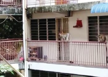 PENDUDUK flat di Bukit Gedung, Baya  Baru, Pulau Pinang kini bimbang dengan keselamatan mereka dan harta-benda berikutan sering menjadi ancaman kumpulan monyet liar di kawasan flat berkenaan.