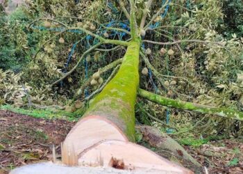 Kerajaan Pahang dijangka menggantikan pokok hutan segera selepas kerja-kerja memusnahkan Musang King selesai minggu depan.