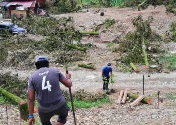 KIRA-KIRA 15,000 batang pokok durian Musang King di Batu Talam di Raub, Pahang selesai ditebang petang semalam dan penanaman pokok hutan mula dilakukan di kawasan berkenaan