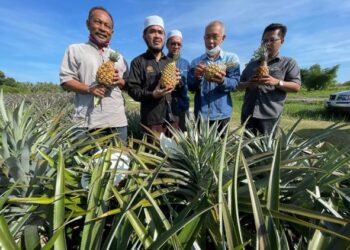 Datuk Dr. Nik Muhammad Zawawi Salleh (depan) menuai hasil tanaman nanas cobek ketika melawat ke ladang tanaman tersebut di Kolej Vokasional Bachok, baru-baru ini. - UTUSAN/TOREK SULONG