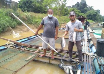 KHAIRUL ANUAR Ahmad Mahir (kiri) dan rakannya menunjukkan ikan patin yang lebih usia matang tidak dapat dipasarkan di kawasan ternakan sangkar Sungai Jelai, Kampung Ganding di Lipis, Pahang.