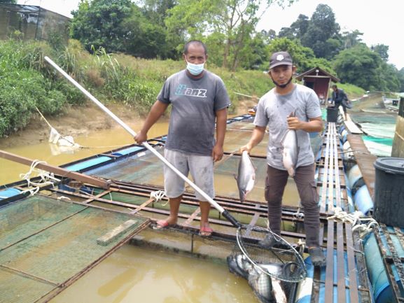 Ikan Berkubur Di Dasar Sungai Tidak Laku Di Pasaran Utusan Digital
