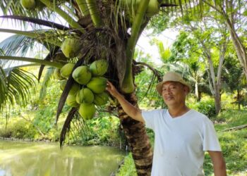 MOHD. Ali Nafiah Harun menunjukkan buah kelapa muda yang sudah tersedia untuk dijual kepada peraih di kebunnya di Kampung Chempedak, Repah, Tampin, Negeri Sembilan. - UTUSAN/NOR AINNA HAMZAH