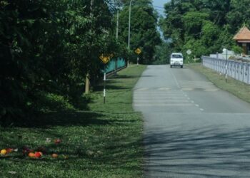 SISA makanan yang diberikan kepada kera-kera liar jelas kelihatan di tepi-tepi jalan utama berhampiran Muzium Lukut, Port Dickson, Negeri Sembilan. - UTUSAN/MOHD. SHAHJEHAN MAAMIN