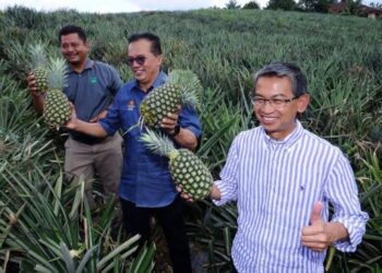 MOHD. Salim Mohd. Sharif (tengah) menunjukkan tanaman nanas MD2 yang diusahakan Koperasi Pekebun Kecil Negeri Sembilan Bhd. di Kampung Anak Air Kundur, Pedas, Rembau, Negeri Sembilan. - FOTO/MOHD. SHAHJEHAN MAAMIN
