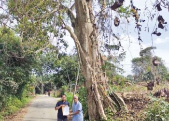 MD. Rathi Ahmad (kanan) dan Mohd. Raziff Mansor menunjukkan surat permohonan menebang pokok berusia 100 tahun di belakang mereka di Kampung Perigi Jernih, Rembau, Negeri Sembilan. - UTUSAN/ NOR AINNA HAMZAH