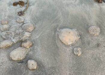 OBOR-OBOR yang muncul di Pantai Batu Hitam di Kuantan, Pahang.