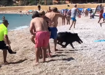 TANGKAP layar video menunjukkan seekor babi hutan lari melulu ke arah orang ramai yang berjemur di pantai di Alicante, Sepanyol. - AGENSI