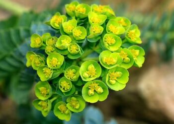 MYRTLE spurge merupakan tumbuhan yang tahan musim kemarau. - AGENSI