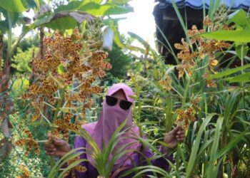 PENANTIAN Faizah Awang Boh selama 10 tahun berbaloi apabila pokok Orkid Harimau berbunga di halaman rumahnya di Maran, Pahang. - FOTO/SALEHUDIN MAT RASAD