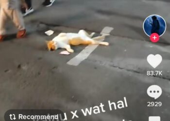 TANGKAP layar video dimuat naik pengguna TikTok Kyle tentang gelagat seekor  kucing yang tidur di tengah jalan sebuah pasar malam.