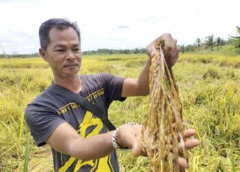 AZMI Alias menunjukkan tanaman padi yang rosak ketika musim menuai ketika ditemui di Kampung Londah, Gemas, Tampin semalam. – UTUSAN/NOR AINNA HAMZAH.