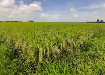 TANAMAN padi yang menghasilkan beras adalah makanan ruji rakyat Malaysia.