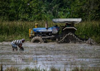 Sebuah traktor membajak sawah di Kampung Semeliang, Kuala Nerang, semalam.  Aktiviti membajak sawah dilakukan sebelum proses menyemai anak padi. - UTUSAN/SHAHIR NOORDIN