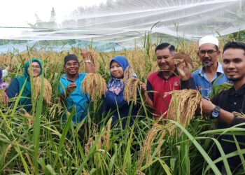 MOHD. Zain Taib (empat dari kiri) bersama penduduk kampung gembira melihat hasil tuaian padi huma yang masak di Kampung Melaka, Mukim Sok di Baling. – UTUSAN/NORLIA RAMLI