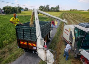 Pesawah melihat hasil padi yang telah dituai di Kampung Padang Luar. Alor Setar. Kerajaan perlu segera mewujudkan pelan dan program sekuriti makanan terutama membabitkan barangan keperluan asas dalam negara. -UTUSAN/SHAHIR NOORDIN
