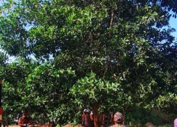 ANGGOTA Bomba menyelamatkan seorang wanita yang memanjat pokok namun gagal turun dari ketinggian sembilan meter di Kampung Lubok Dulang, Ayer Lanas, Jeli, Kelantan, hari ini.