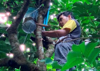 Mohammad Saiful Izwan Mohamad Hilmi  cuba memasang router wifi di atas pokok rambutan untuk mendapatkan capaian internet lebih baik di  di Kampung Tembak B, Kuala Ketil, Kedah, baru-baru ini.  MINGGUAN/NORLIDA AKMAL IDROS