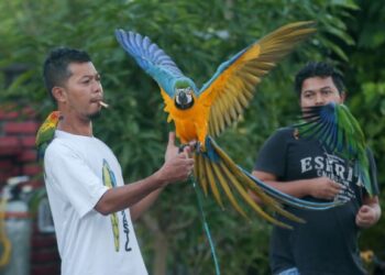 Mohd. Azarizan Ali dengan burung kakaktua Blue-Gold Macaw di kediamannya 
di Taman Kenanga, Kuala Terengganu. UTUSAN/PUQTRA HAIRRY