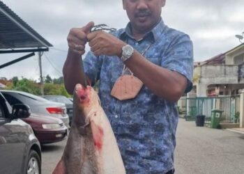 AHMAD Daniar Ismail menunjukkan ikan patin seberat 12 kilogram yang diborong daripada nelayan Sungai Jelai di Kampung Kuala Medang di Lipis, Pahang. - FOTO/HARIS FADILAH AHMAD